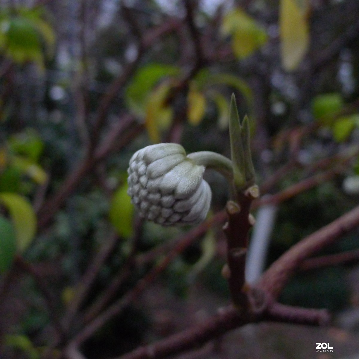 尝试原图未做任何处理原尺寸直接上传