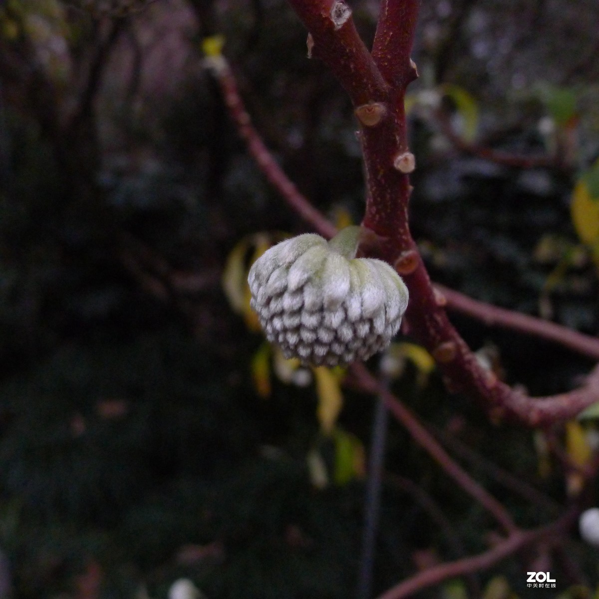 尝试原图未做任何处理原尺寸直接上传