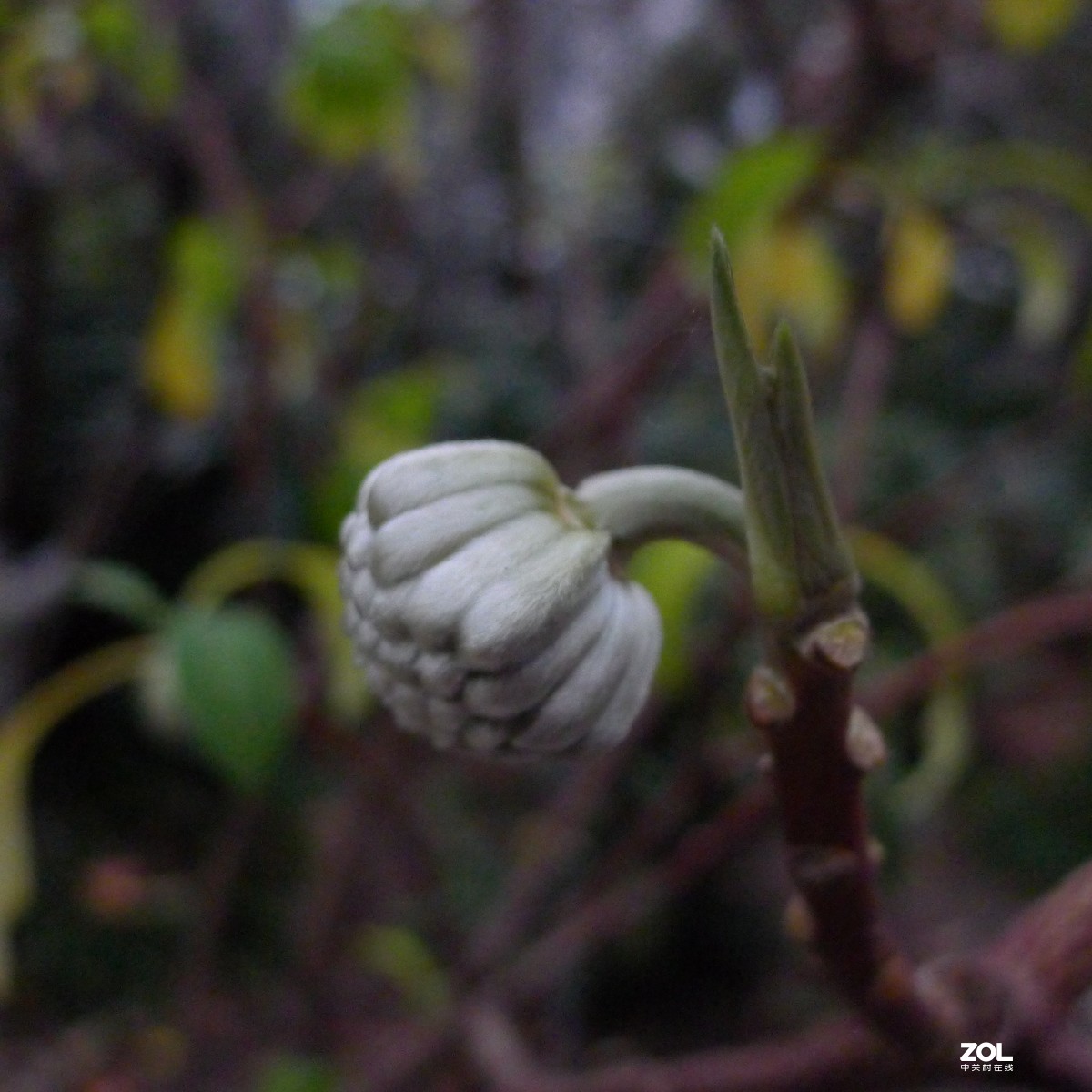 尝试原图未做任何处理原尺寸直接上传