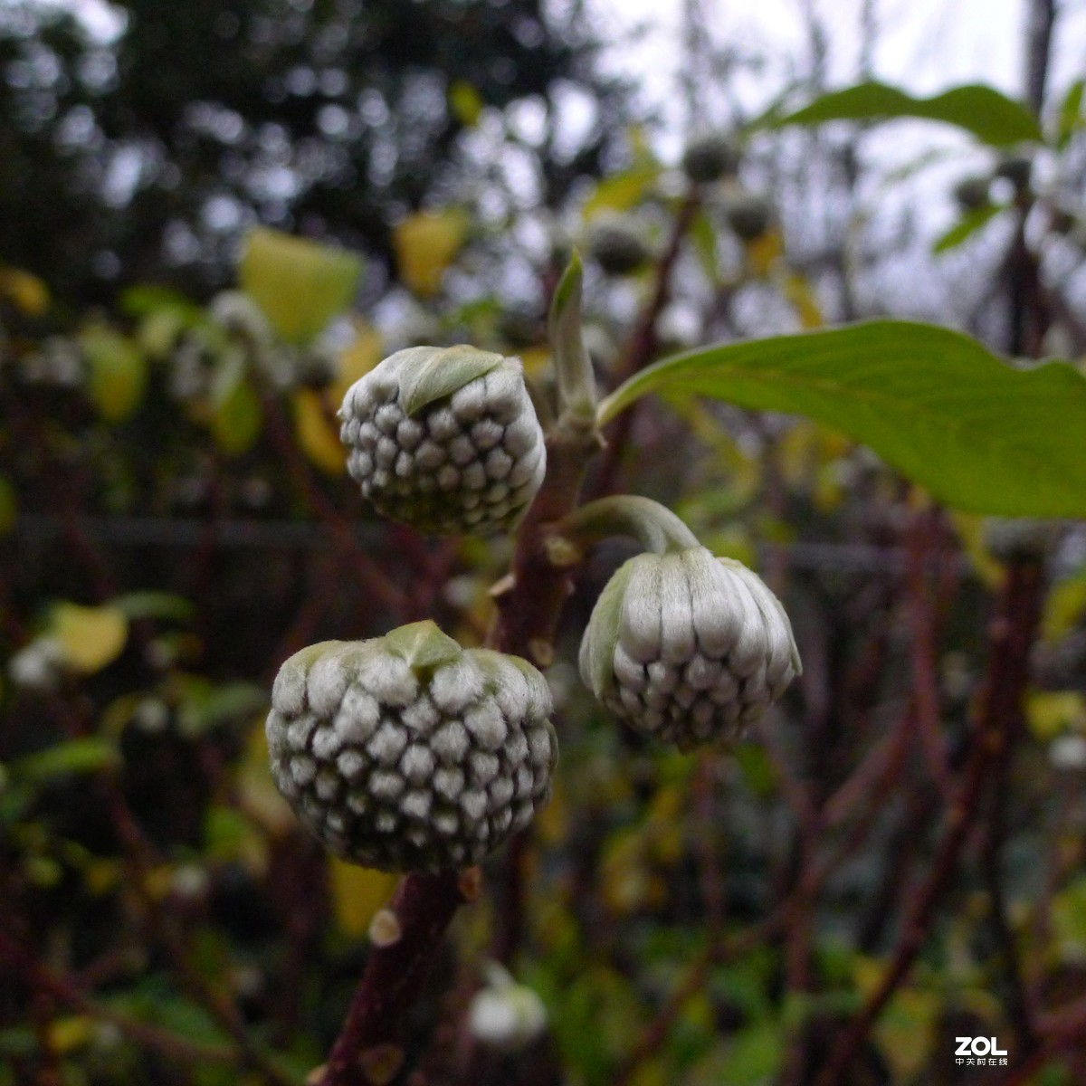 尝试原图未做任何处理原尺寸直接上传