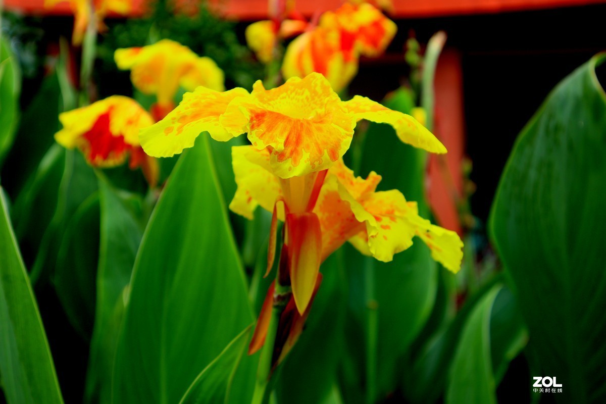 EOS M6套机  一组美人蕉