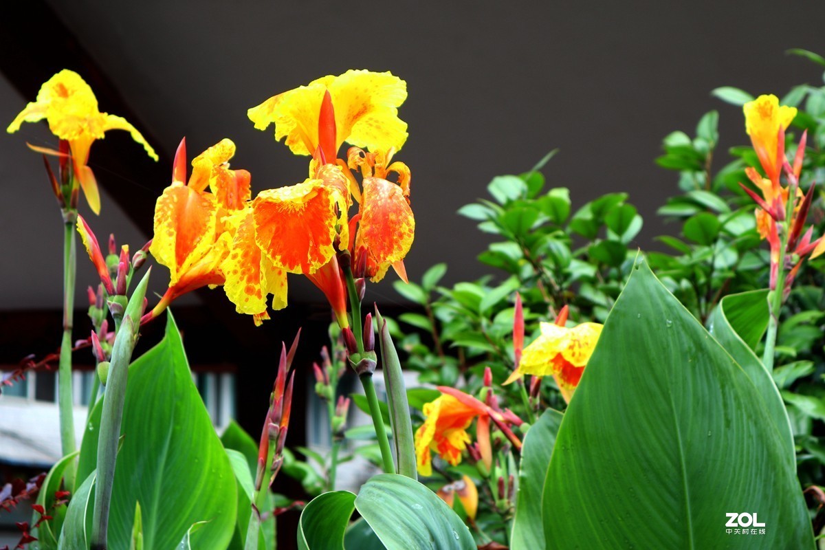 EOS M6套机  一组美人蕉