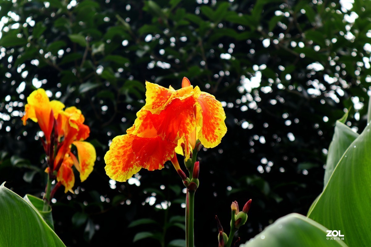 EOS M6套机  一组美人蕉