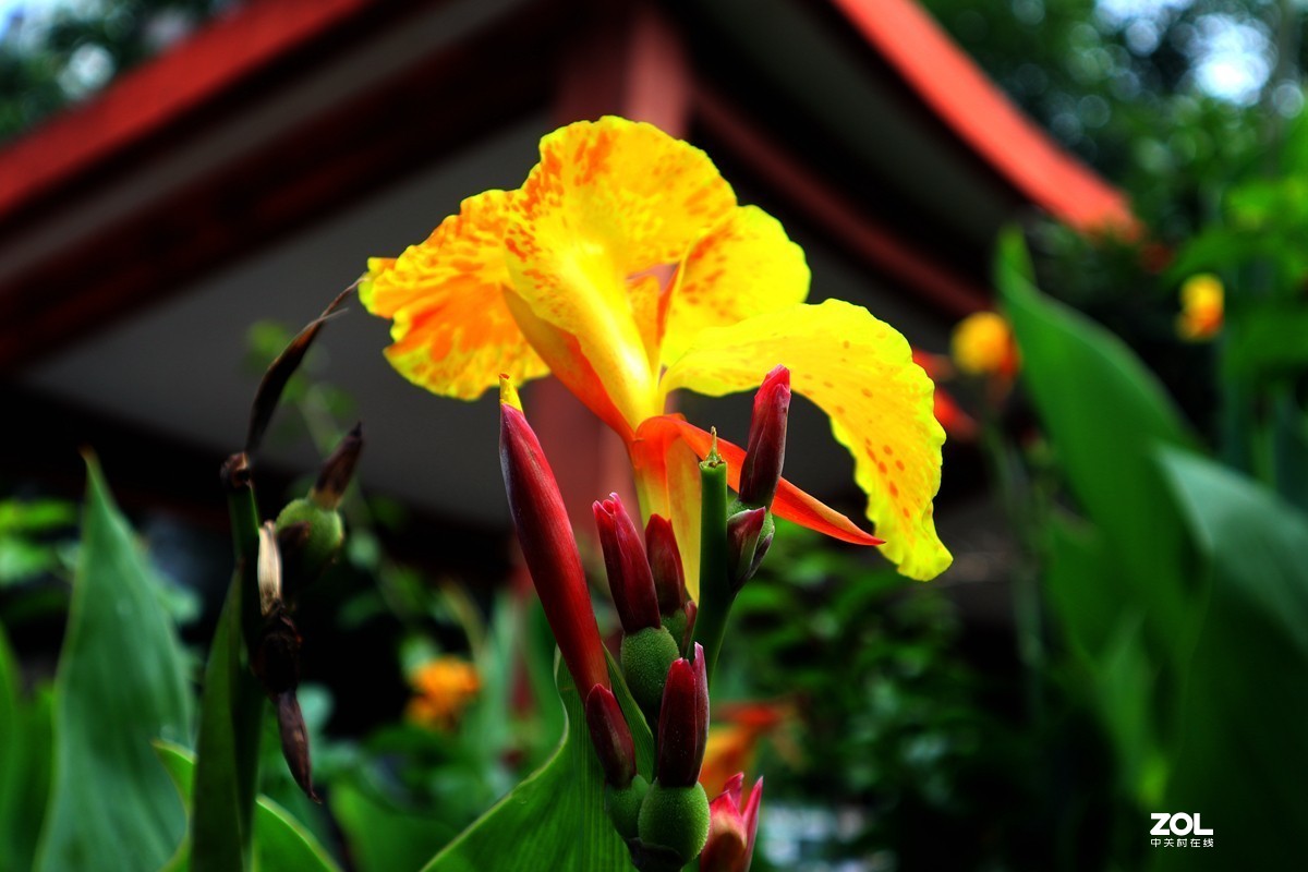 EOS M6套机  一组美人蕉