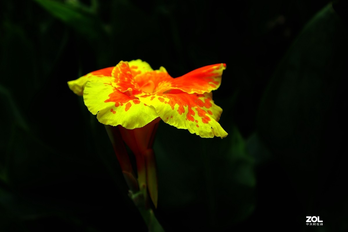 EOS M6套机  一组美人蕉