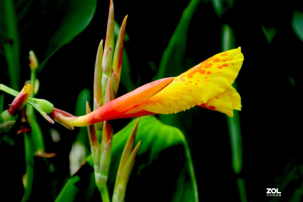 EOS M6套机  一组美人蕉