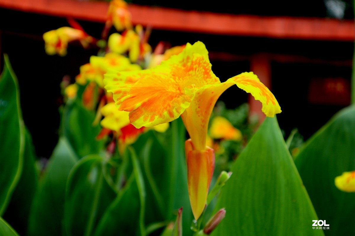 EOS M6套机  一组美人蕉