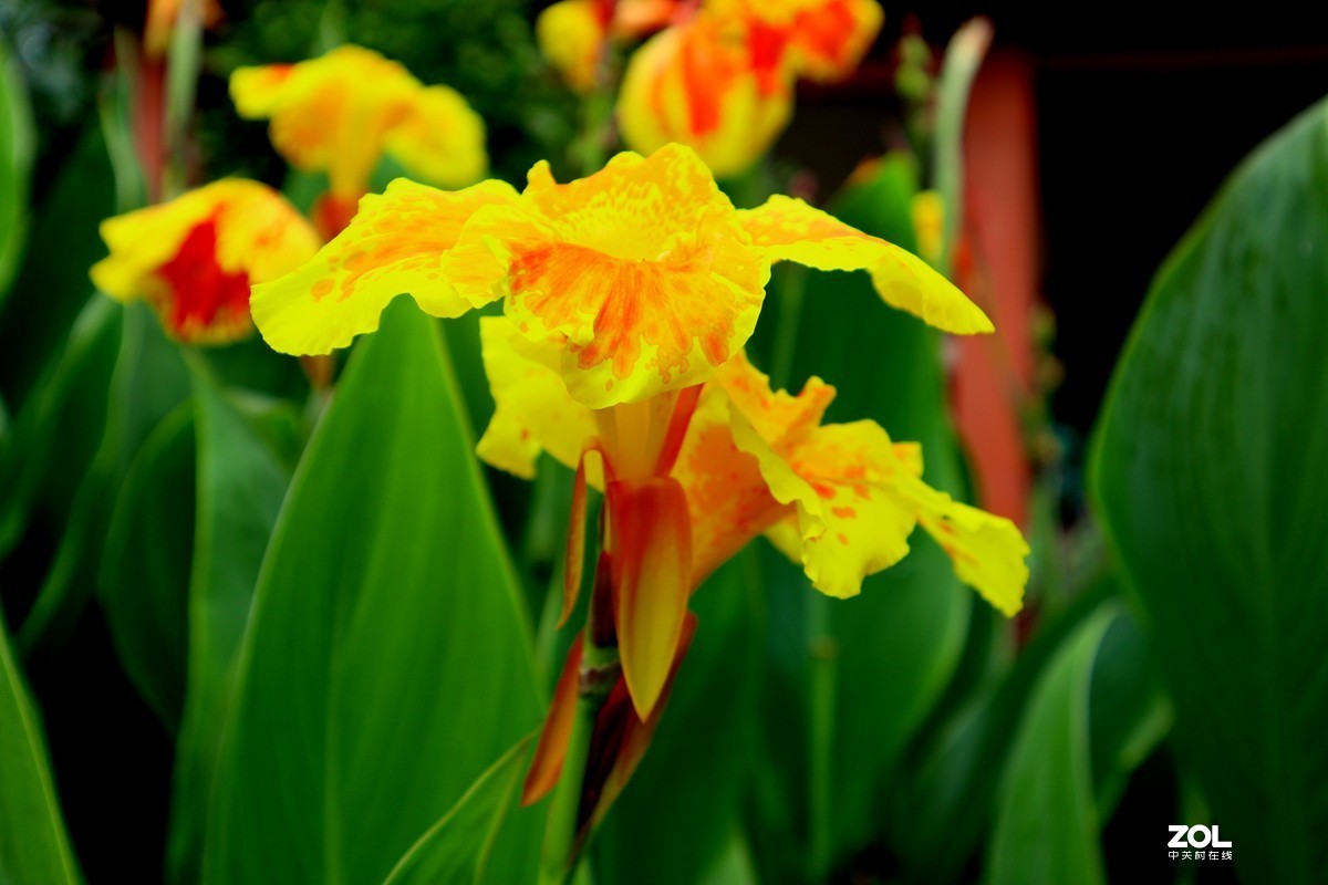 EOS M6套机  一组美人蕉