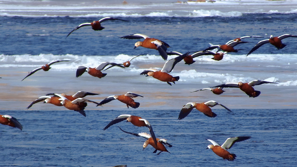 海阔凭鱼跃天高任鸟飞