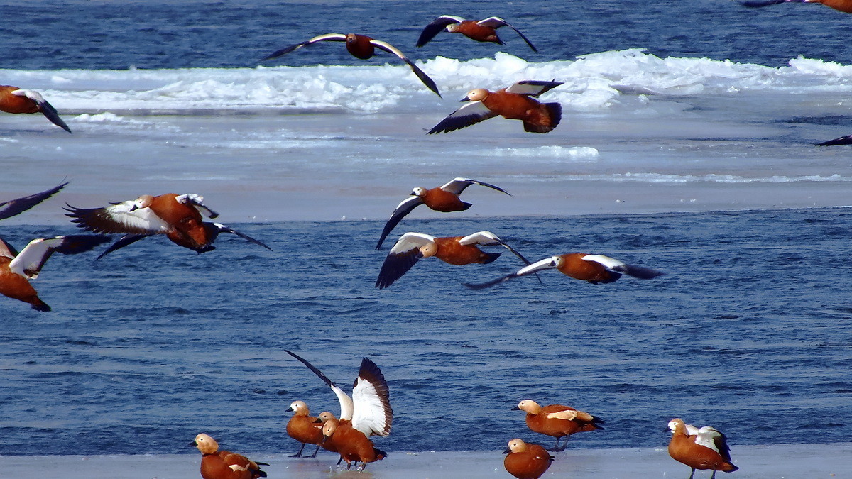 海阔凭鱼跃天高任鸟飞
