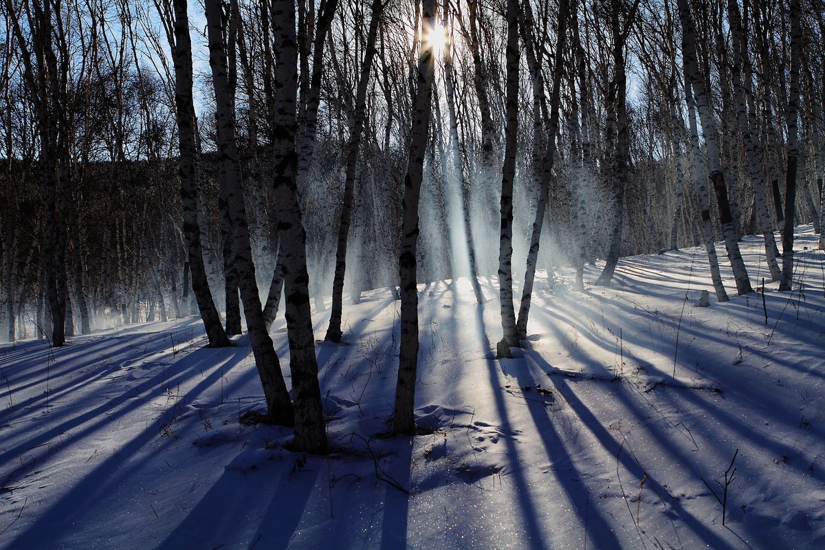 雪光树影