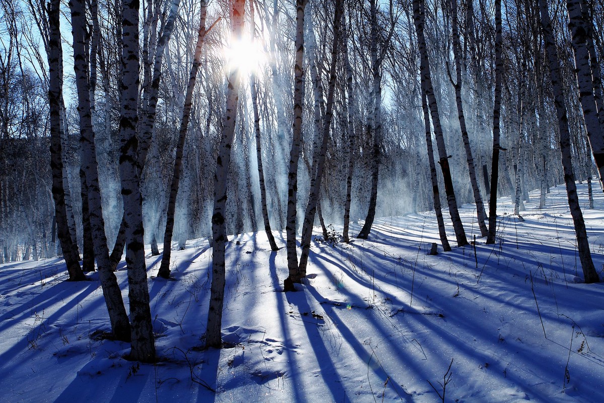 雪光树影