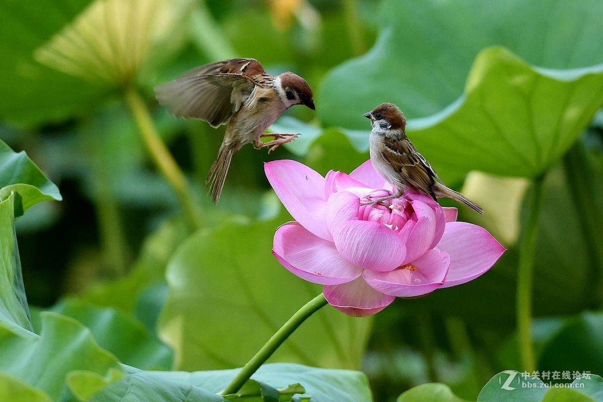 荷花上的“角斗”