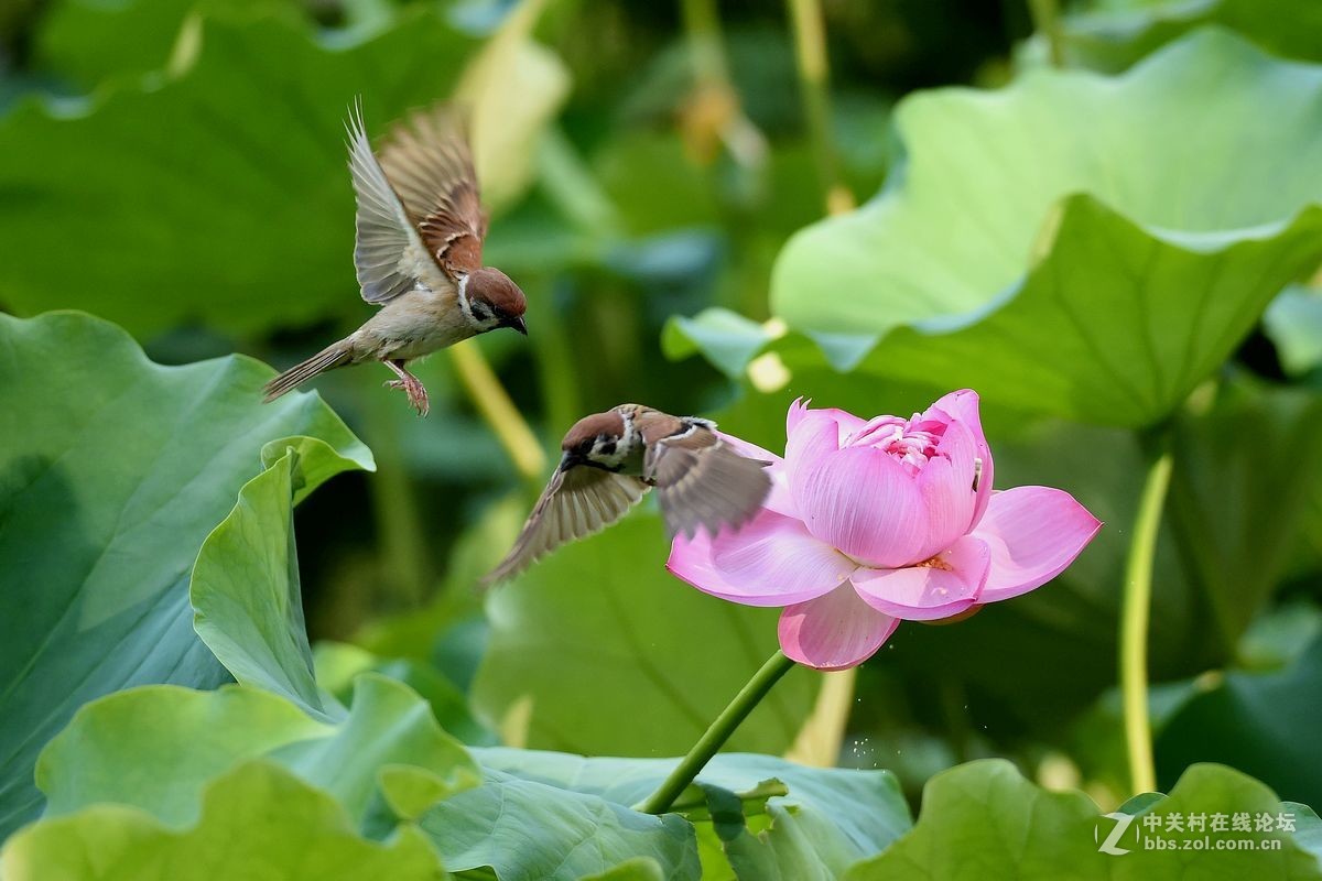荷花上的“角斗”
