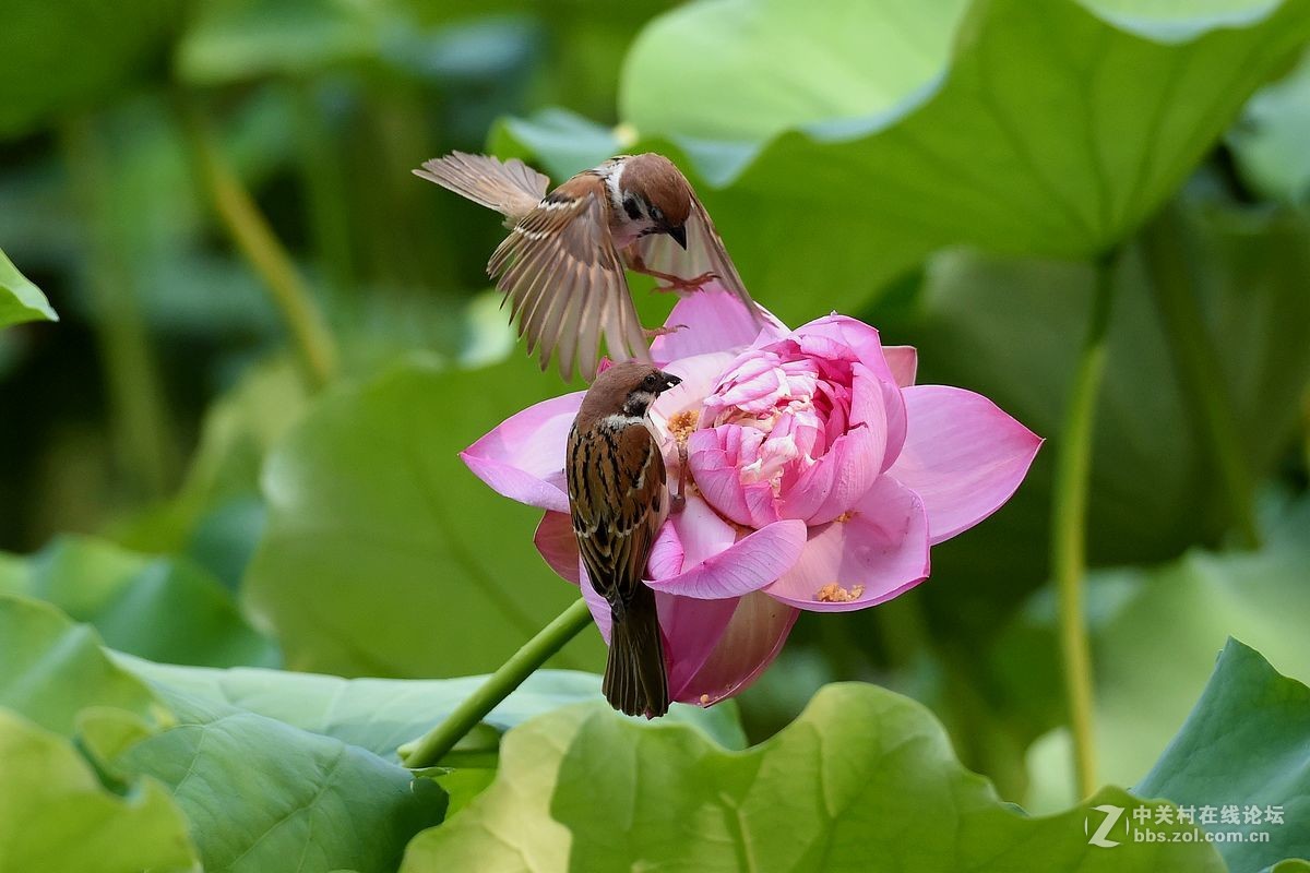 荷花上的“角斗”