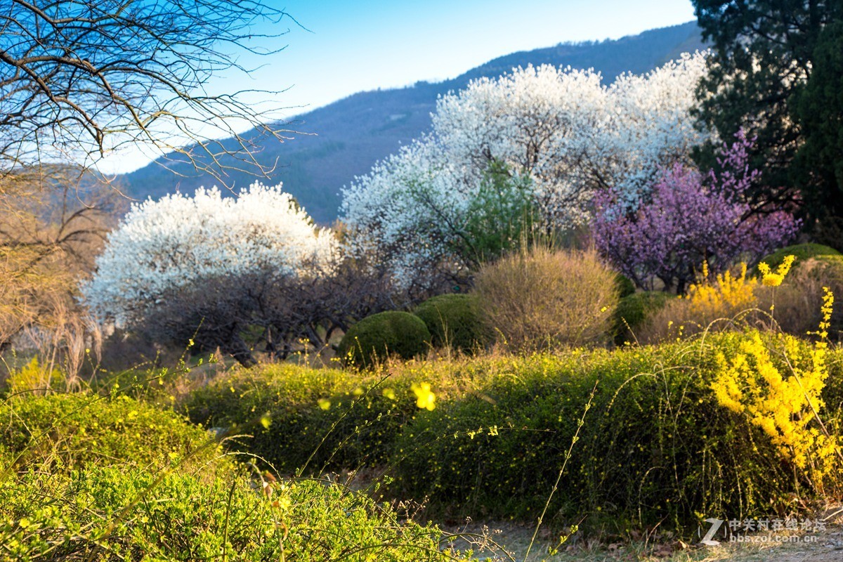 北京植物园初春景色