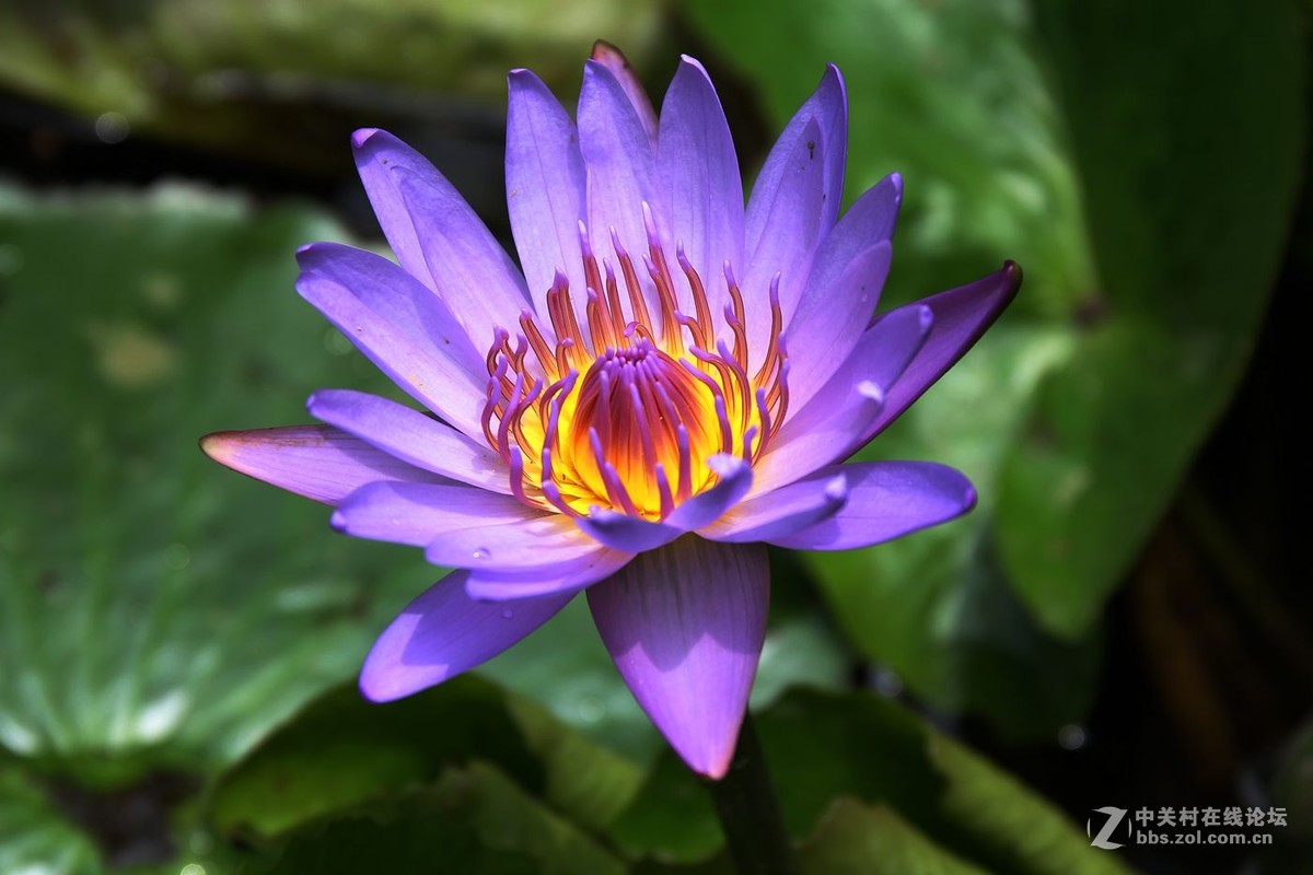 延药睡莲睡莲科水生植物