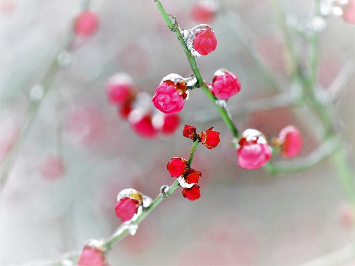 待听新雷第一声