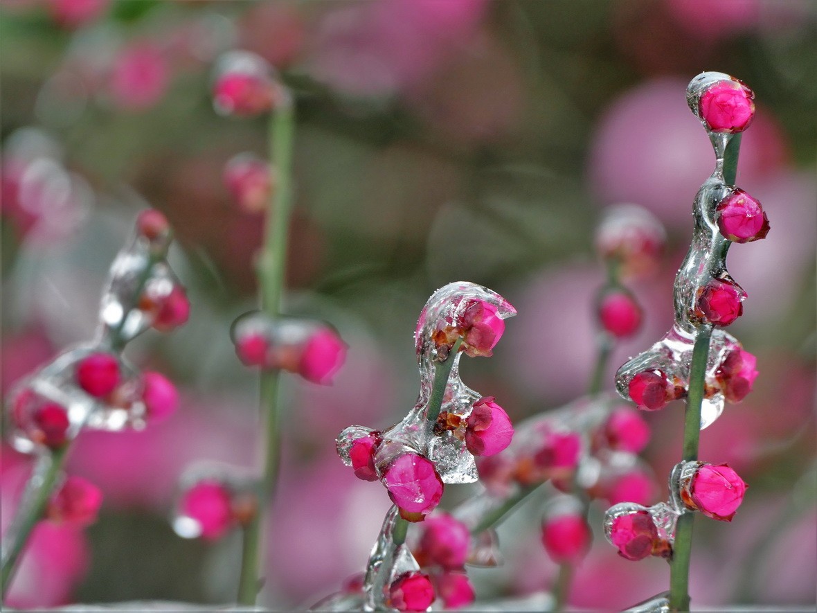 待听新雷第一声