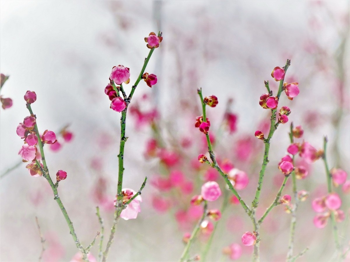 待听新雷第一声
