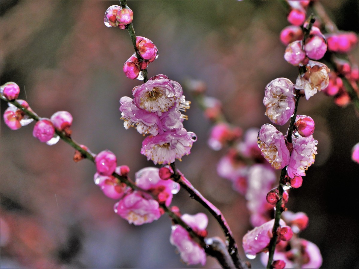 待听新雷第一声
