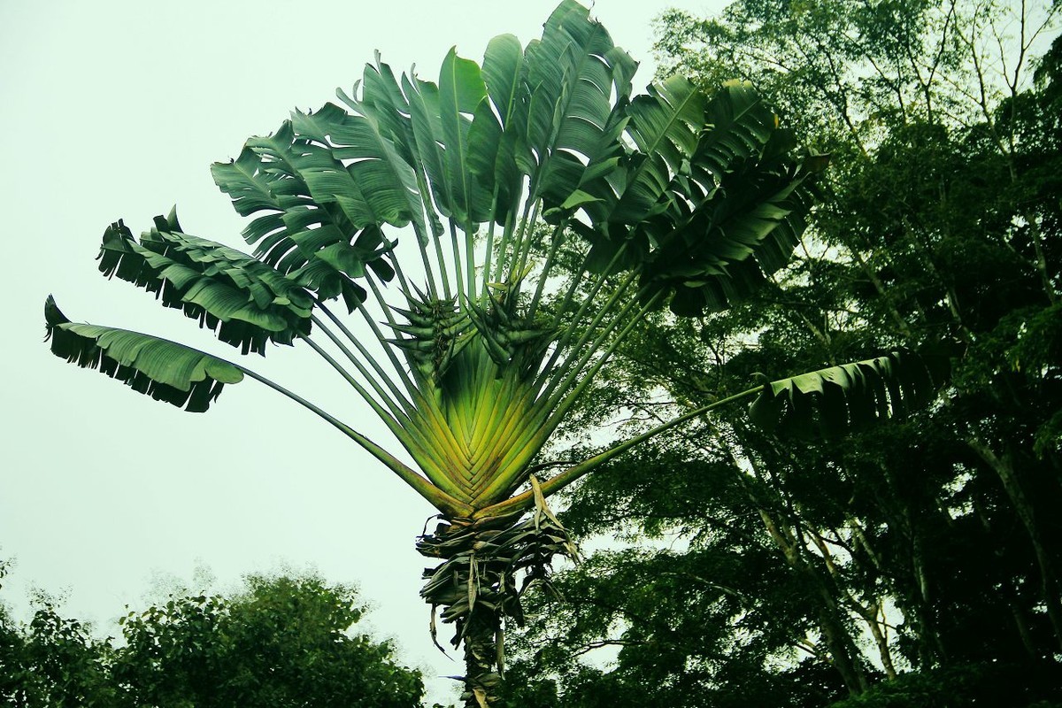印象西双版纳之热带植物园(四)-中关村在线摄影论坛