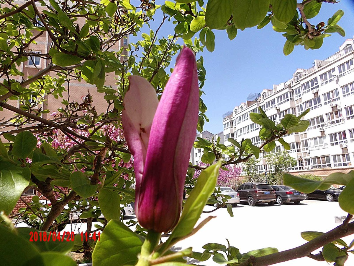 绿叶陪衬的玉兰花更好看