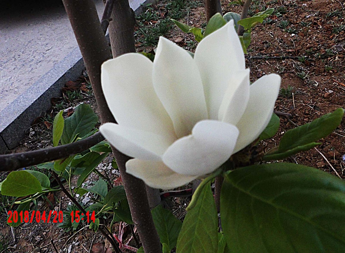 绿叶陪衬的玉兰花更好看