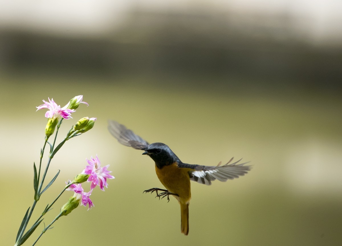 #版主坐堂#2018年12月份《承德》优秀作品选辑