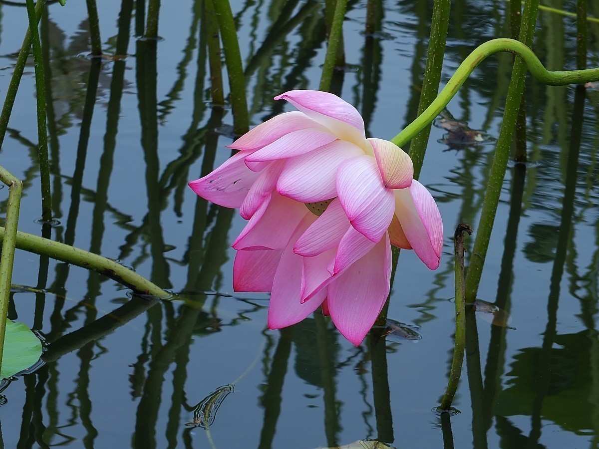 #版主坐堂#2018年12月份《承德》优秀作品选辑