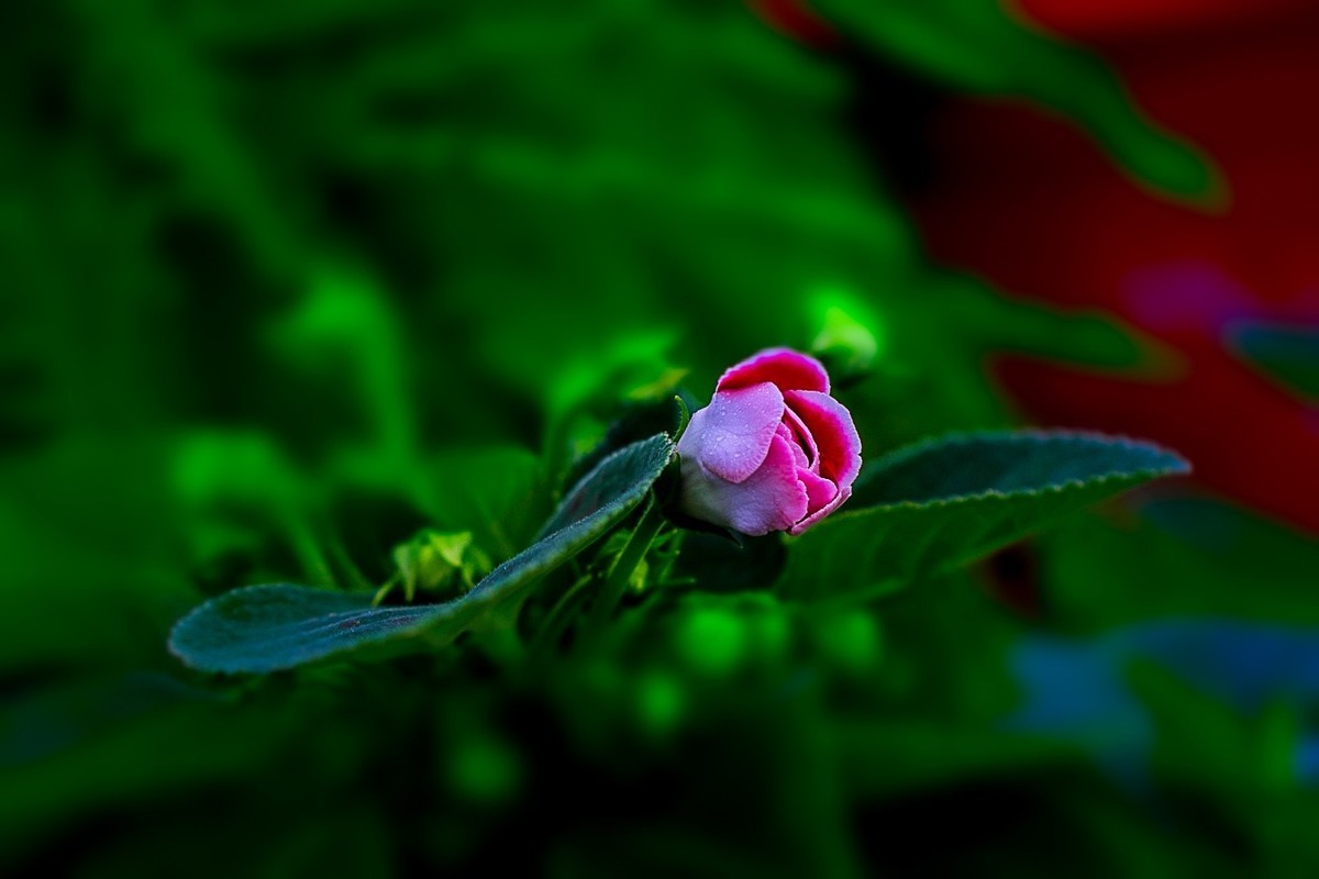 #版主坐堂#2018年12月份《承德》优秀作品选辑