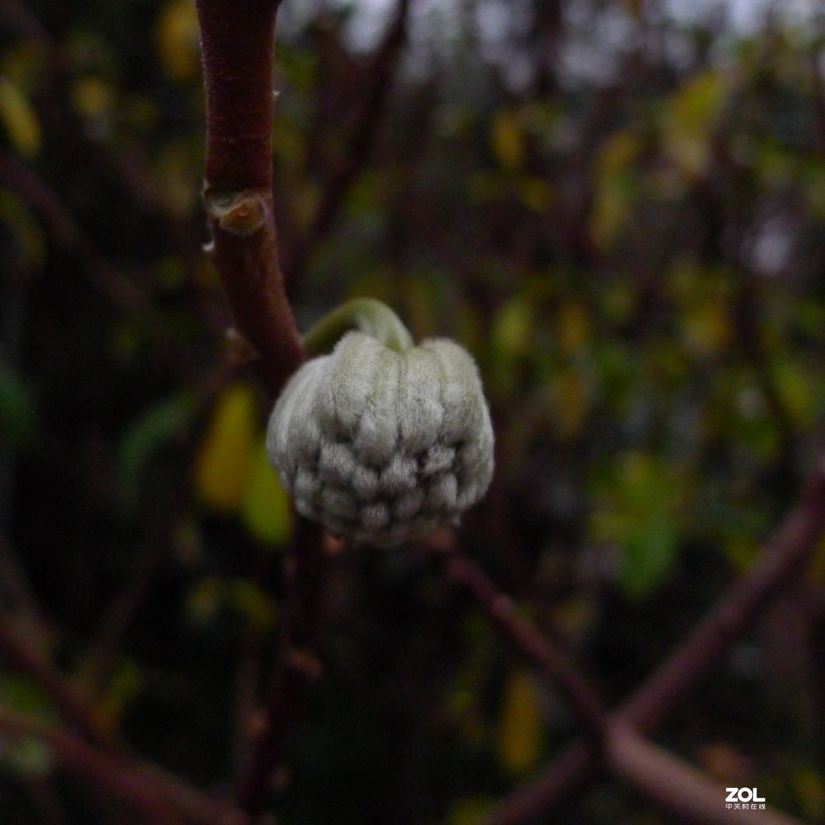 尝试原图未做任何处理原尺寸直接上传