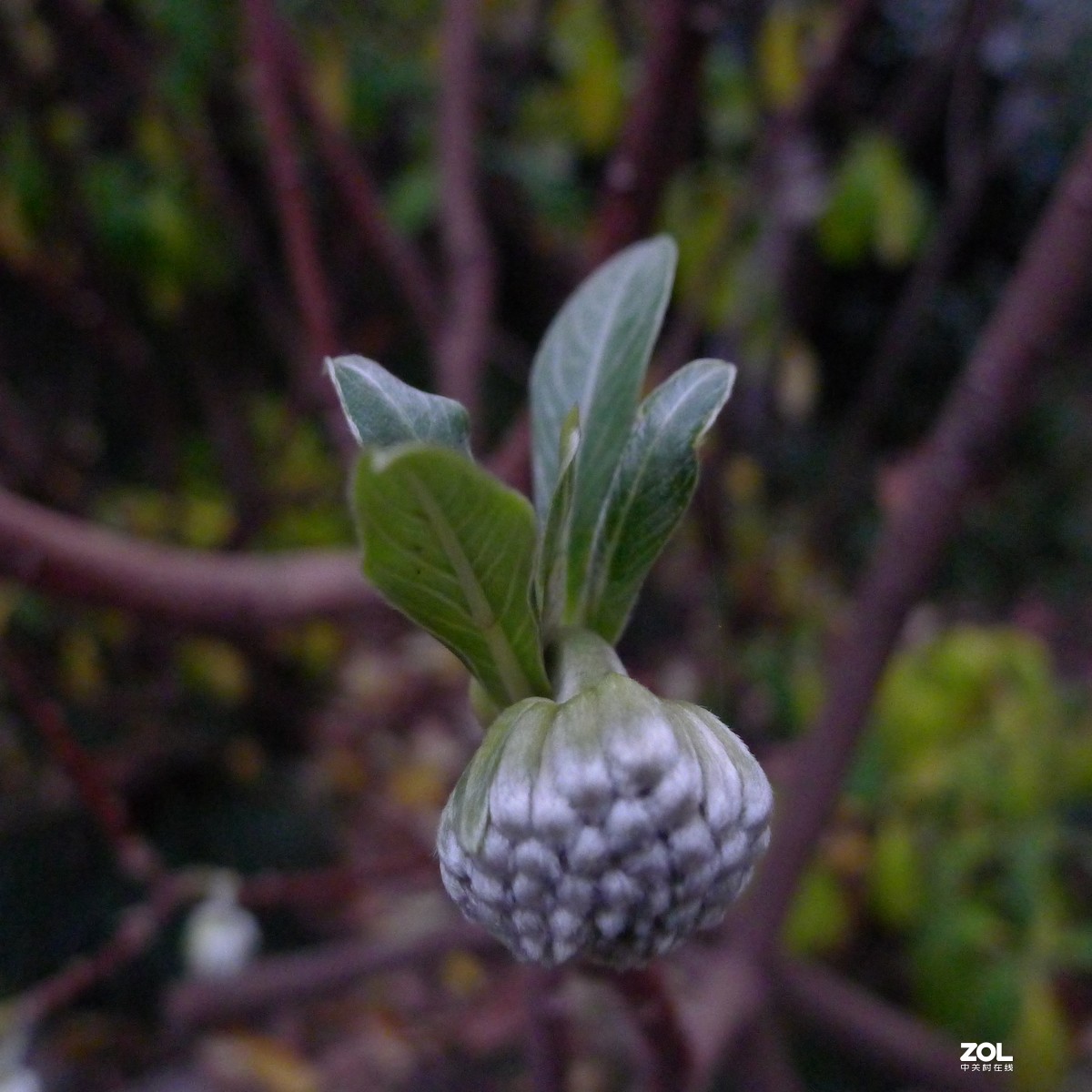 尝试原图未做任何处理原尺寸直接上传