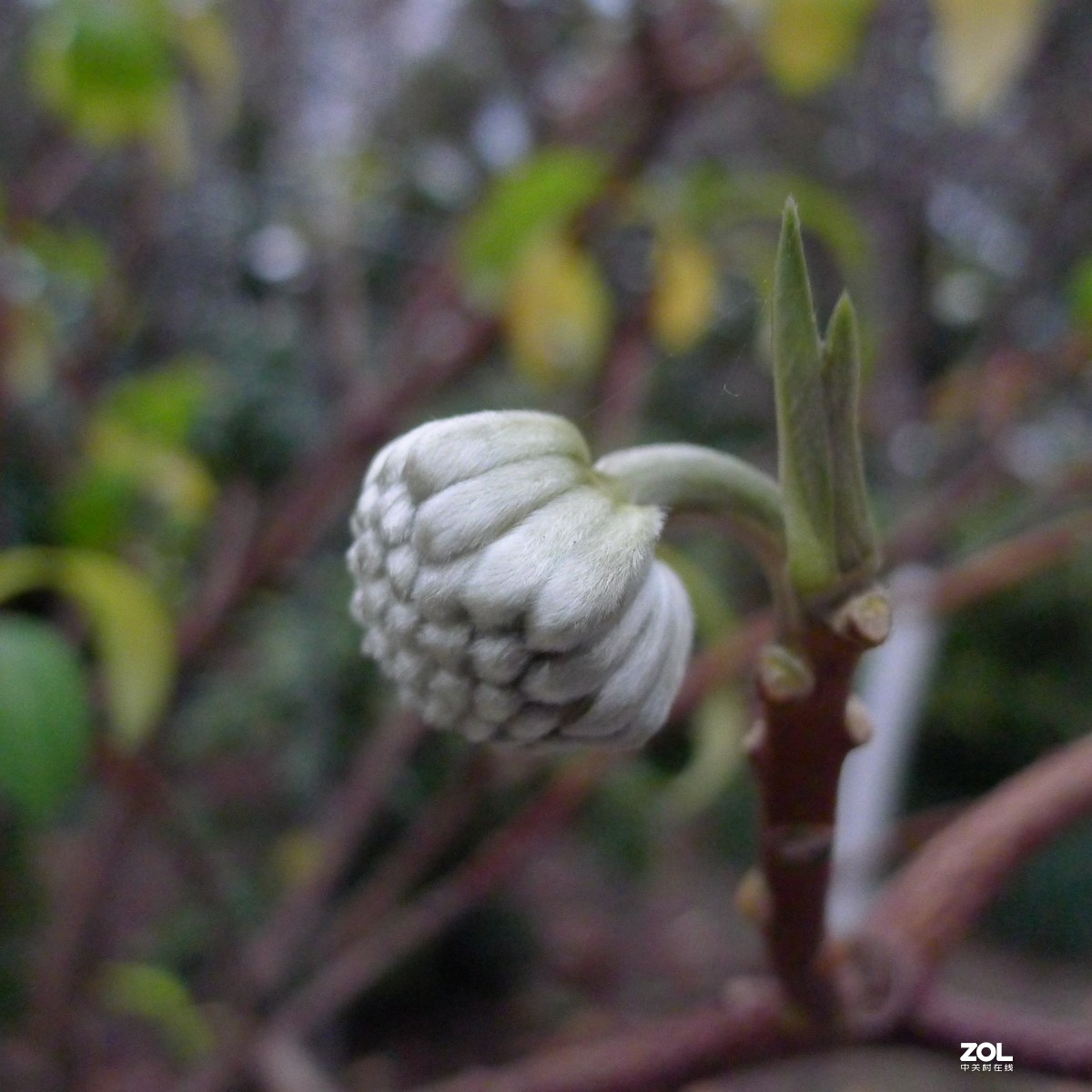 尝试原图未做任何处理原尺寸直接上传