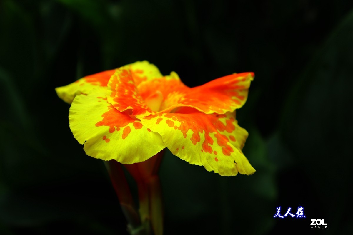 EOS M6套机  一组美人蕉