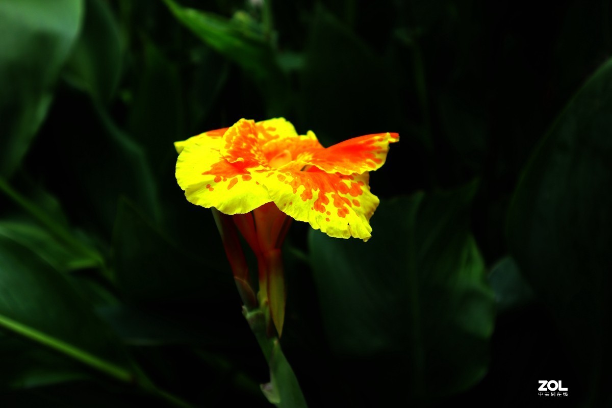 EOS M6套机  一组美人蕉