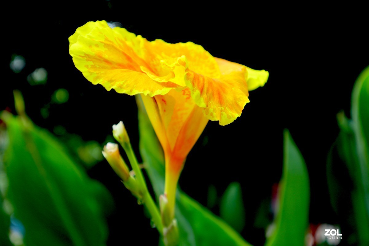 EOS M6套机  一组美人蕉