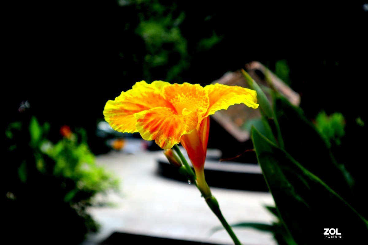 EOS M6套机  一组美人蕉