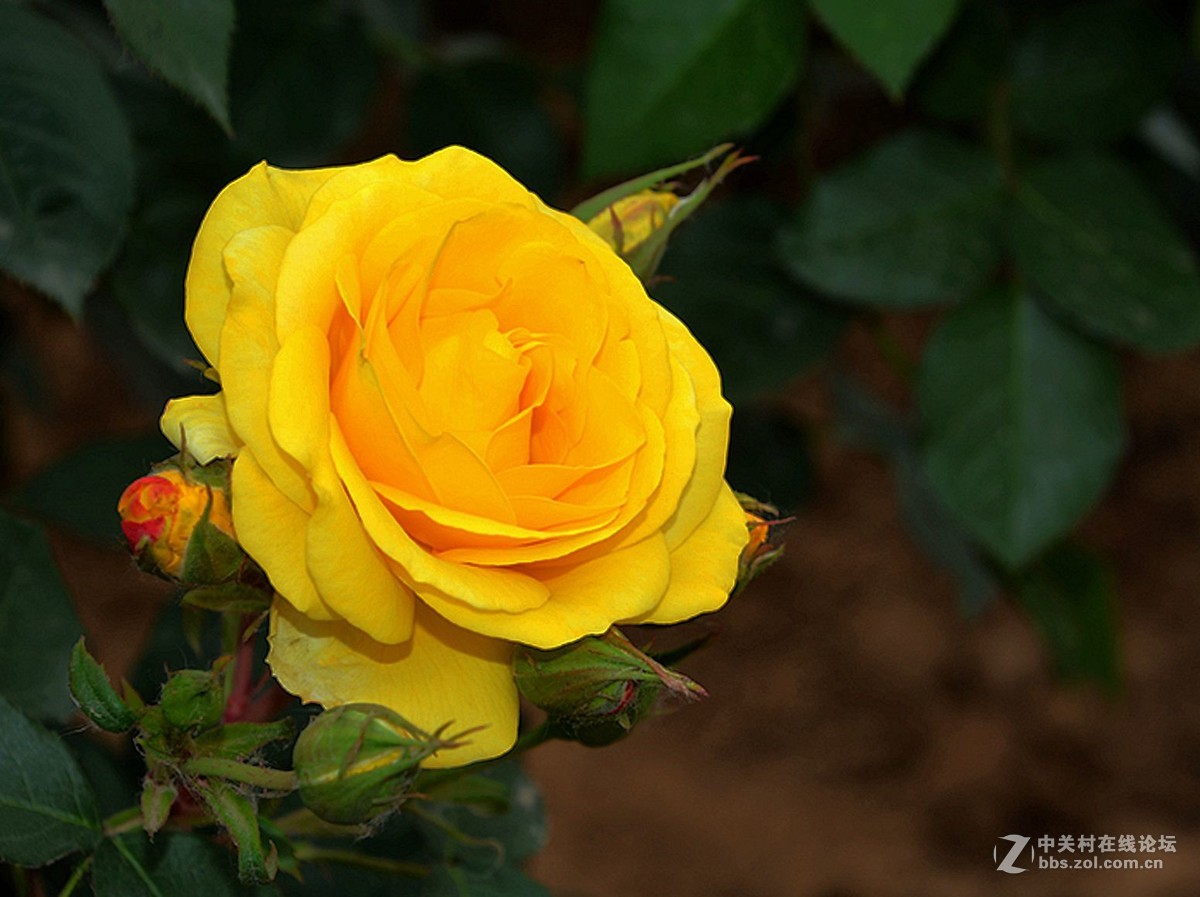 别样月季四金丝雀