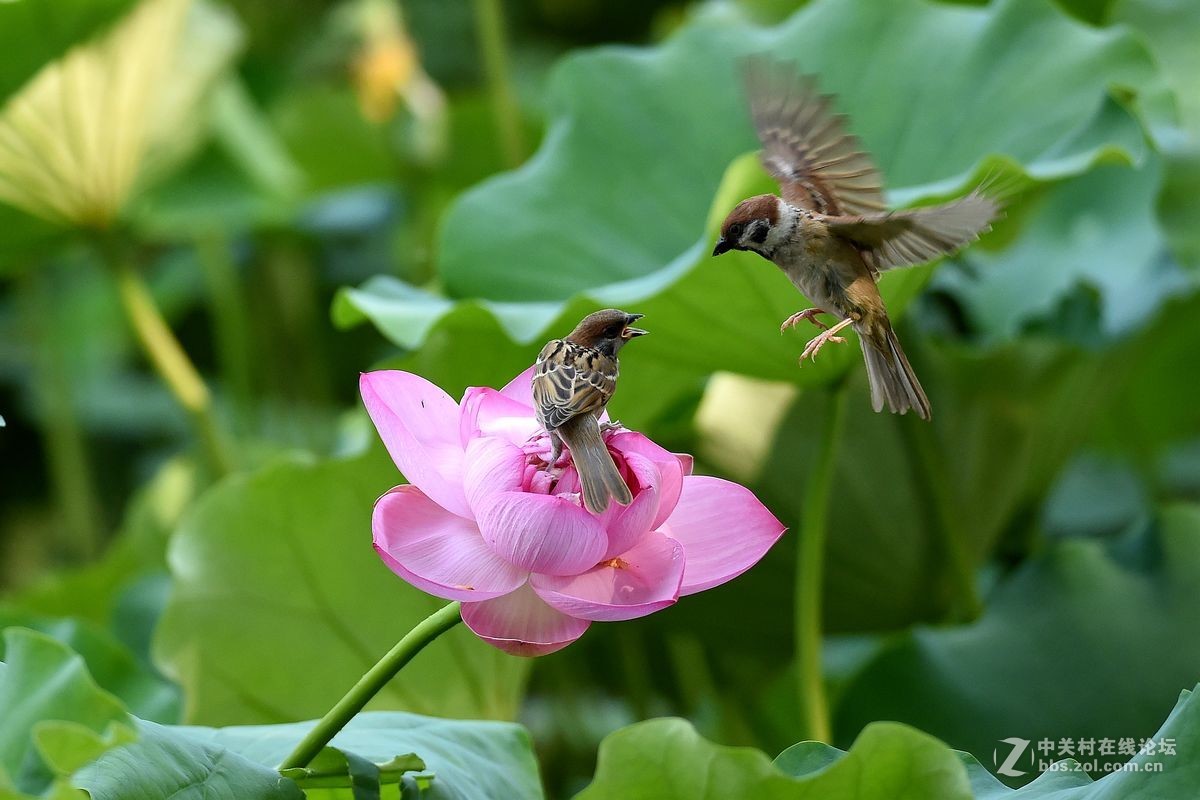 荷花上的“角斗”