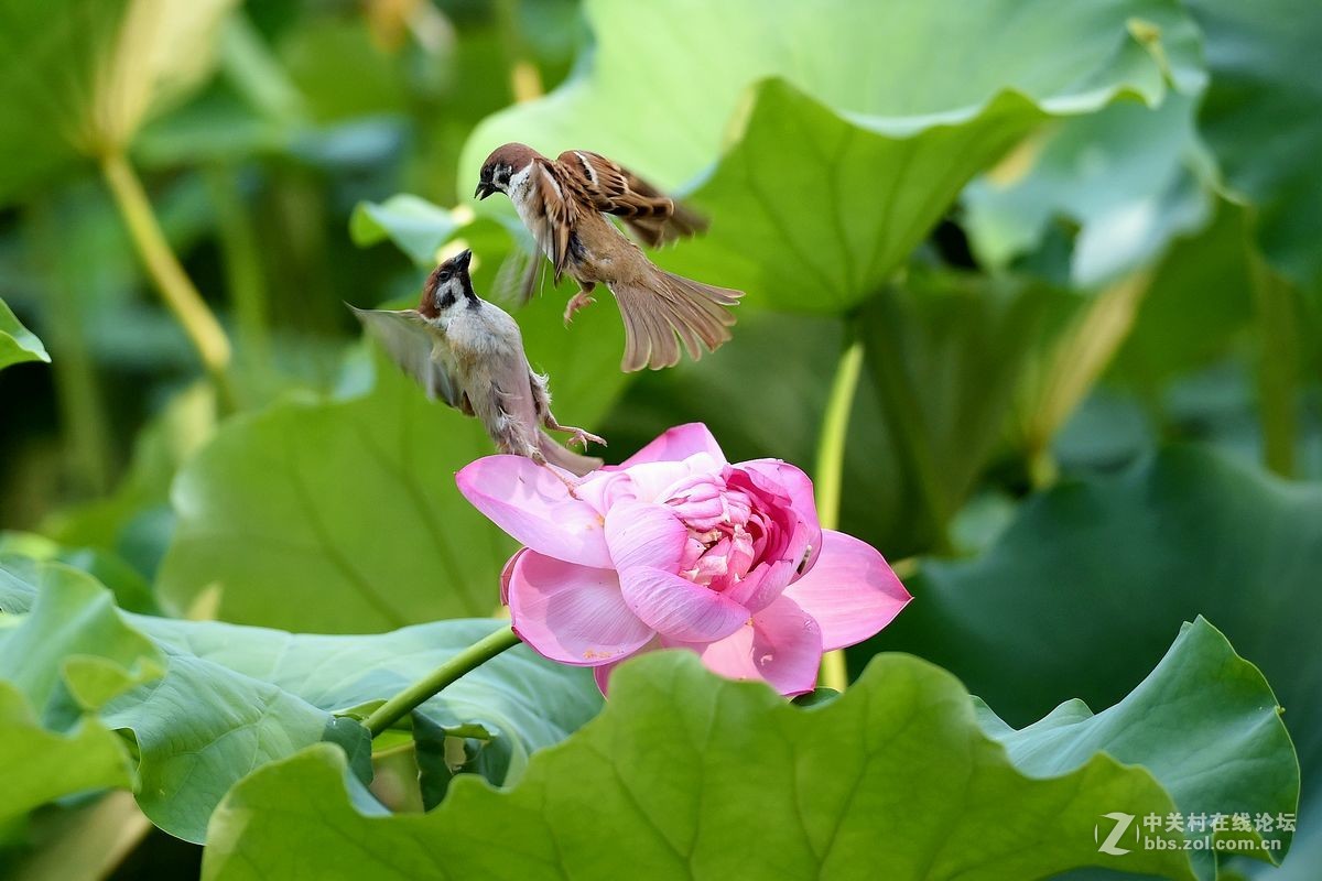 荷花上的“角斗”