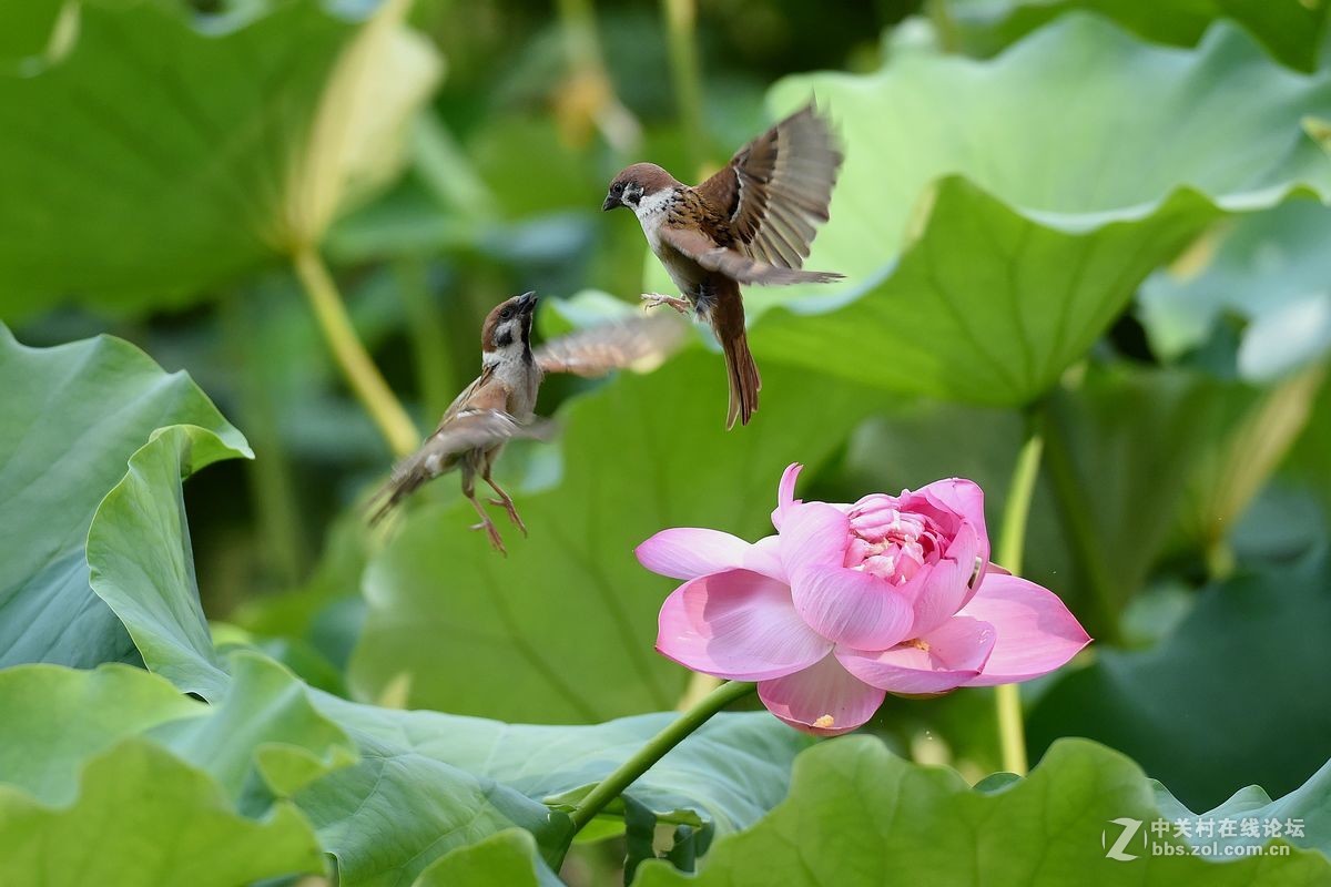 荷花上的“角斗”