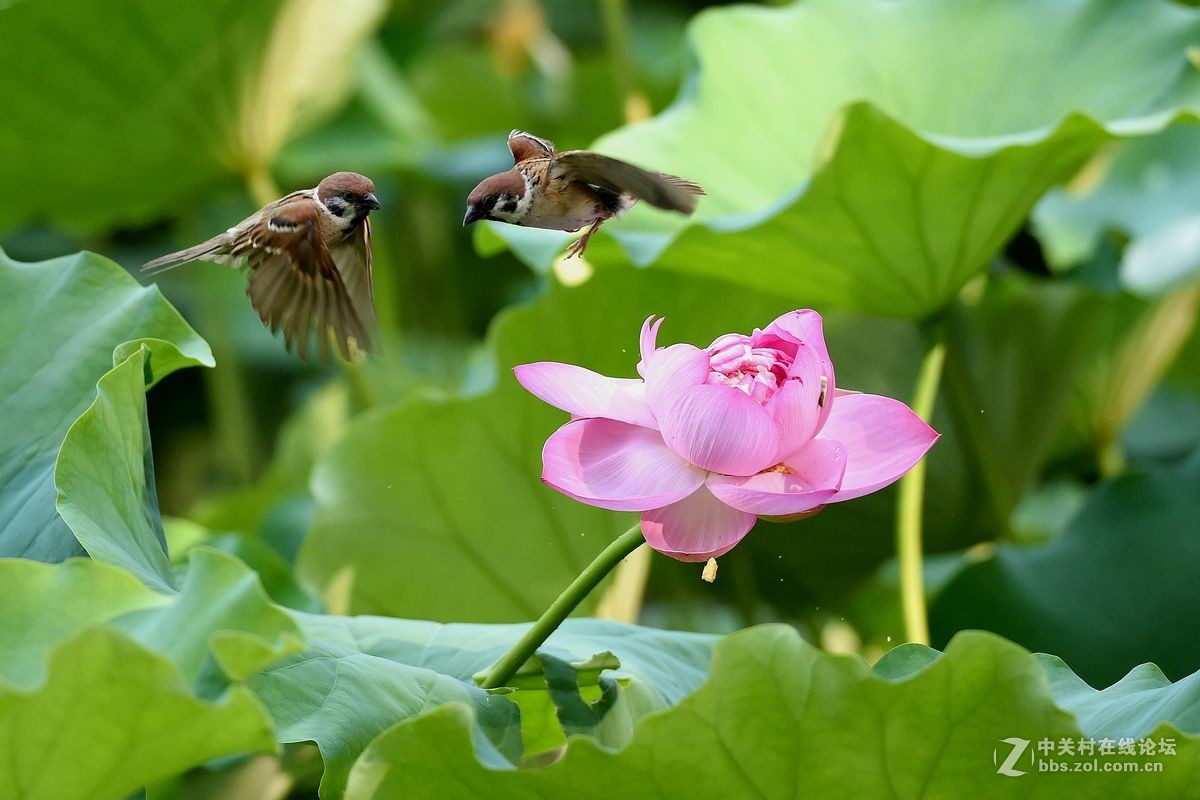 荷花上的“角斗”