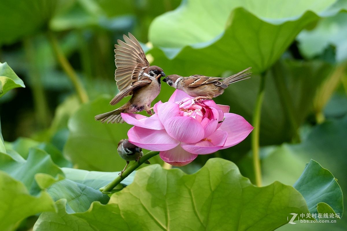 荷花上的“角斗”