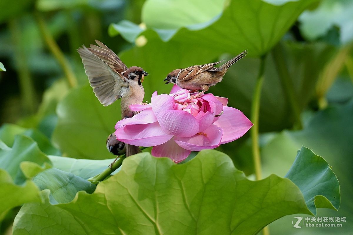 荷花上的“角斗”