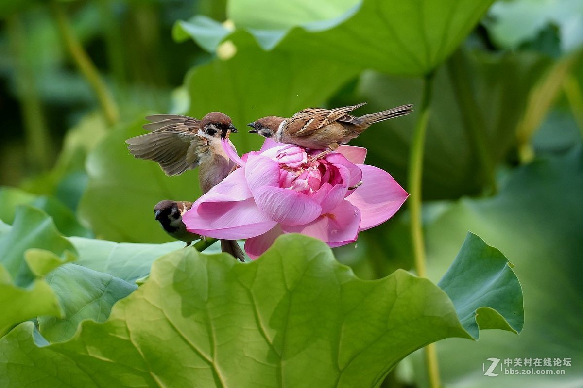 荷花上的“角斗”