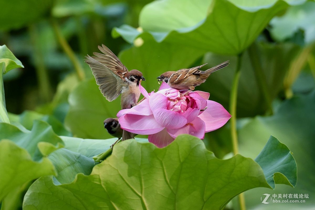 荷花上的“角斗”