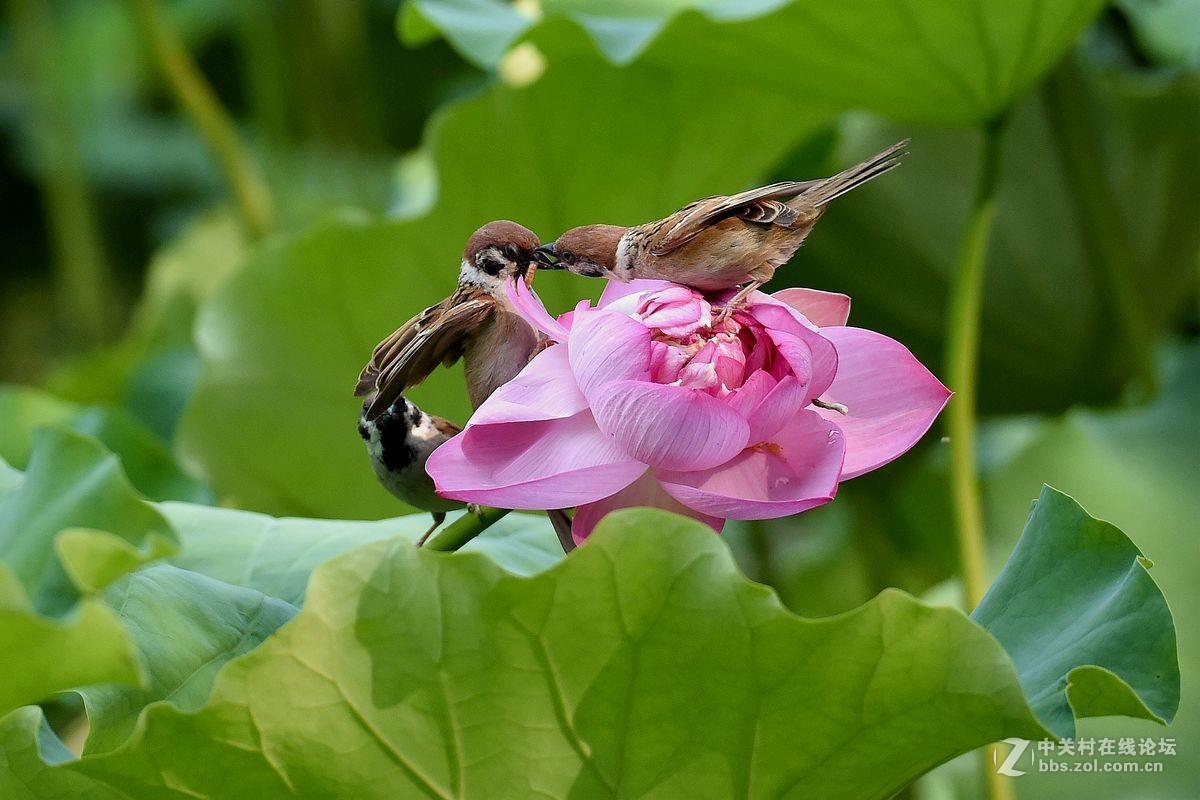 荷花上的“角斗”