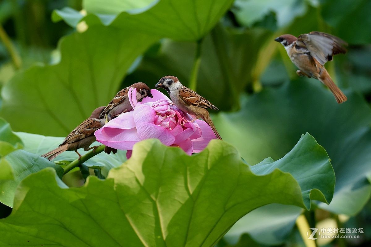 荷花上的“角斗”