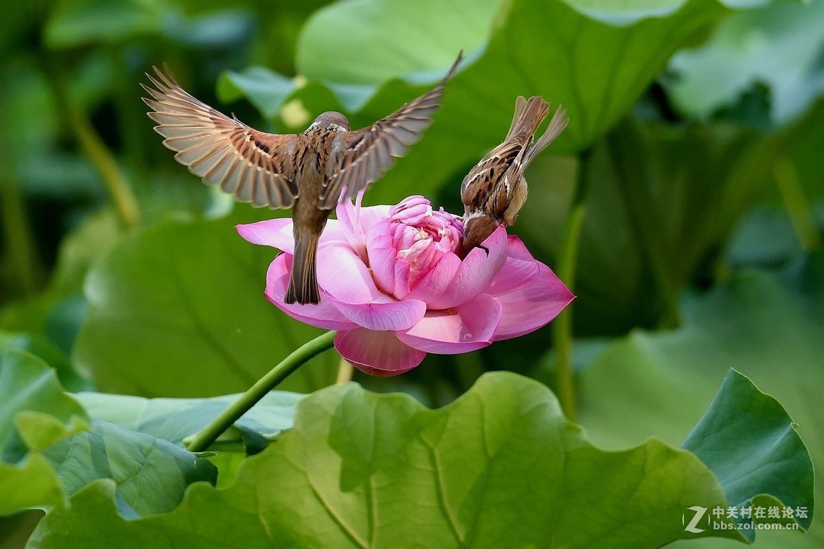 荷花上的“角斗”